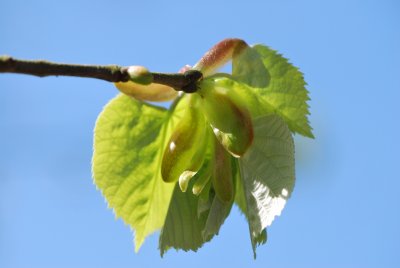 Tilia tomentosa - lípa stříbrná - jarní listy 2